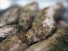 eingelegtes_fleisch